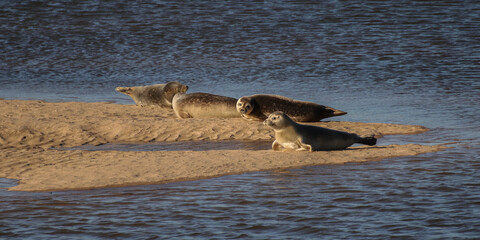 Phoques se reposant sur banc de sable au coucher du soleil – scène naturelle marine © pictographe