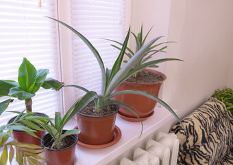 Pineapple plants growing on the windowsill in indoor conditions - Concept of growing pineapple at home