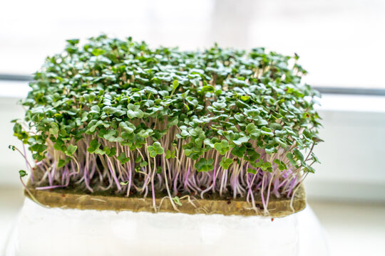 microgreen foliage background. Close-up of broccoli 6 days microgrin. Seed germination at home. The concept of vegan and healthy food