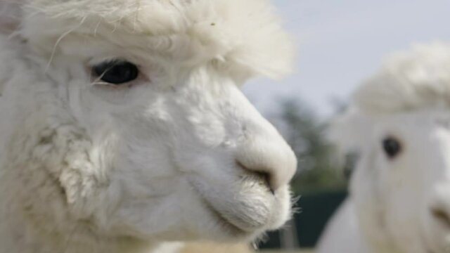 Alpaca looking straight in the camera