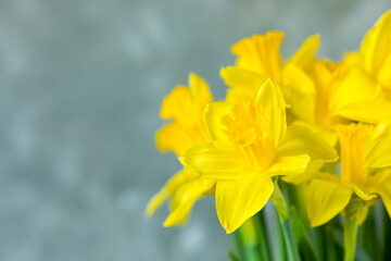 Close-up Yellow daffodils on grey background. Spring easter concept. Copy space. Greeting card. 