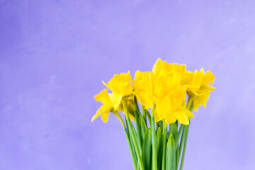 Yellow daffodils on purple violet background. Spring easter concept. Copy space. Greeting card. 
