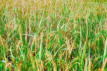 Golden of rice ears