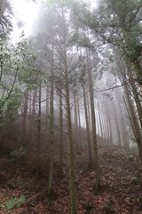 Obraz premium forest in fog