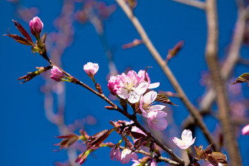 Almond in bloom