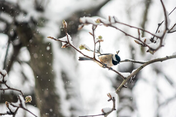 Small one black-capped chickadee, poecile atricapillus, tit bird perching closeup on tree branch in Virginia during winter snow weather blurry background bokeh