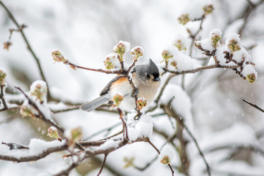 Closeup of one single tufted titmouse titmice bird sitting perched on tree branch during heavy winter snow colorful in Virginia with flower buds