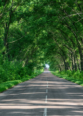 Straight asphalt road in forest tunnel at sunny day