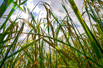 Yellow of the rice field 