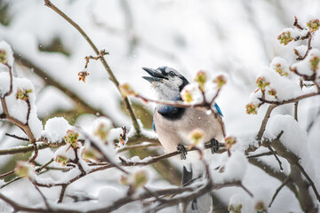 Closeup of blue jay Cyanocitta cristata bird on tree branch during winter covered in snow in Virginia with snow flakes falling and cherry blossom flowers chirping singing