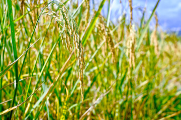 Yellow of the rice field 