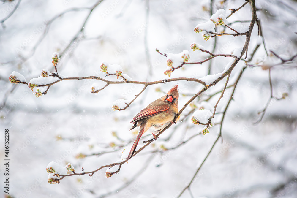 Wall mural One single female red northern cardinal Cardinalis bird perched on tree branch during winter snow in northern Virginia