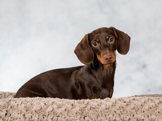 Cute puppy dog portrait, image taken in a studio. Dachshund also known as the wiener dog puppy.