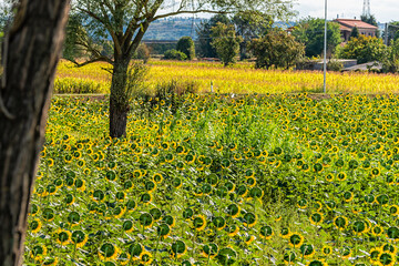 Umbria or Tuscany, Italy landscape with farm of many yellow and green sunflowers flowers garden in village during summer and trees