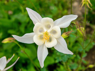 White aquilegia flower or columbine perennial plant.  Closeup columbine garden flower. Aquilegia plant known for spurred petals of flowers. Leaves of columbine plant compound. Aquilegia macro close up