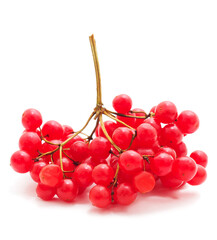 Twig of red viburnum with leaves.