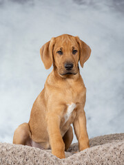 Broholmer puppy dog portrait, image taken in a studio. Breed also known as the Danish mastiff. Cute little puppy posing for camera.