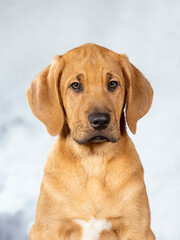 Broholmer puppy dog portrait, image taken in a studio. Breed also known as the Danish mastiff. Cute little puppy posing for camera.