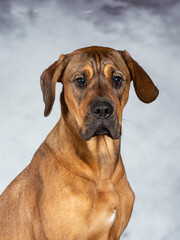 Rhodesian looking dog posing for camera. Image taken in a studio. Big guard dog.