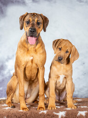 Guard dogs posing for camera in a studio shot. Broholmer puppy and Rhodesian looking dog.