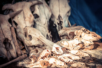 Animal skulls on display