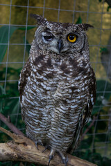 Owl with one eye closed