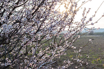almond blossom in spring (prunus dulcis)