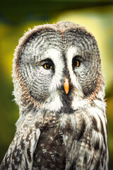 Closeup portrait of a tawny owl (Strix aluco)