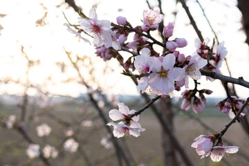almond blossom in spring (prunus dulcis)