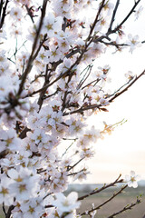 almond blossom in spring (prunus dulcis)