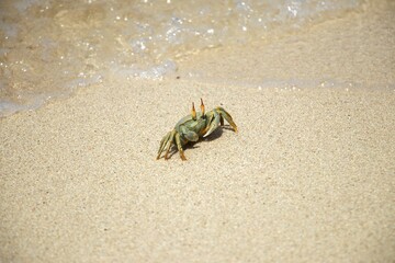 light green crab with orange eyes on sandy beach 