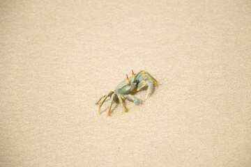 light green crab with orange eyes on sandy beach 