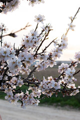 almond blossom in spring (prunus dulcis)