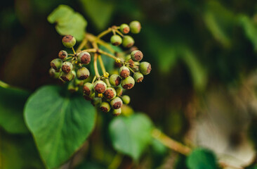 plant after flowering