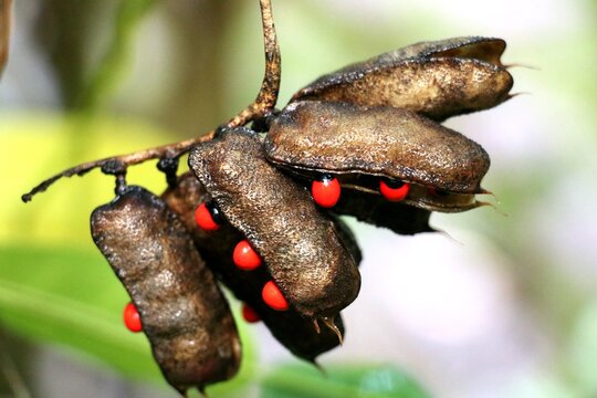 Paternoster Pea