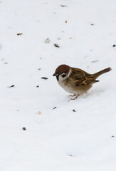 Sparrow on the snow