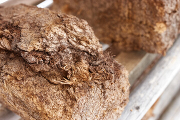 Close up Chunk of peat piled up for drying on wooden shelf. Blurred background. Peat production