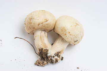 Funghi prataioli