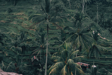 Rice terraces in mountains at sunset, Bali Indonesia.