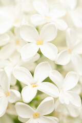 Obraz na płótnie Canvas White lilac close-up