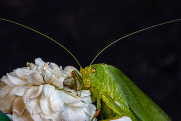 green praying mantis
