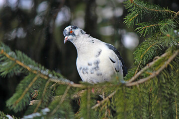 curious dove