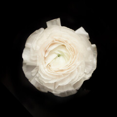 White ranunculus over black