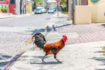 Key West, USA wild rooster chicken one single animal walking crossing street road sidewalk on sunny day in Florida island city © Kristina Blokhin