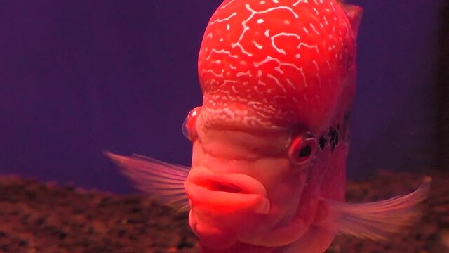 Red Mammon fish close-up underwater. Swims spreading its fins.