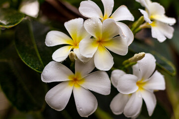 Fototapeta na wymiar Exotic Frangipani flower in a natural environment on a branch. Asian beauty.