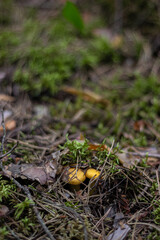 Small red chanterelle mushrooms hide in moss, fallen needles and leaves