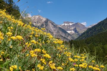 Blühende Weiden im Bergfrühling