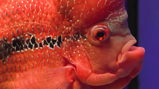 Close-up of live fish swims in the water. The fish is red.