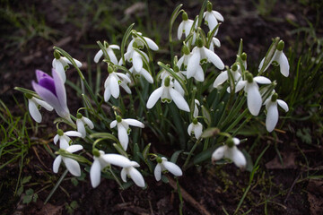 white spring flowers